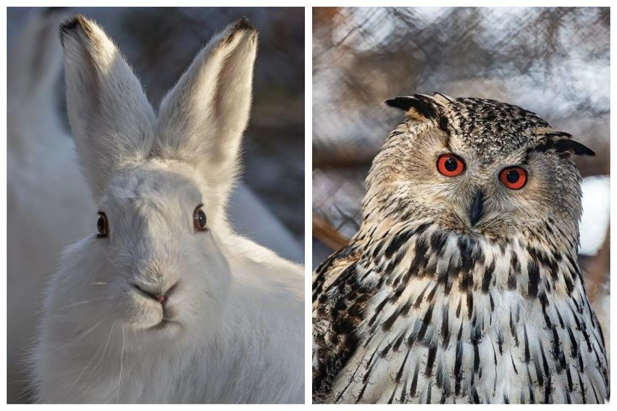 Фото Новосибирский зоопарк опубликовал весенние фото с дикими животными 5